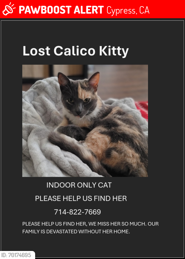 Lost Female Cat last seen Lincoln and Holder, Cypress, CA 90630
