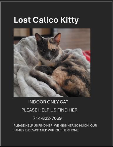 Lost Female Cat last seen Lincoln and Holder, Cypress, CA 90630