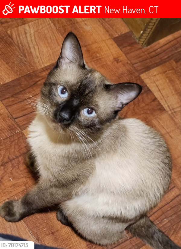 Lost Male Cat last seen Stevens and orchard st , New Haven, CT 06519