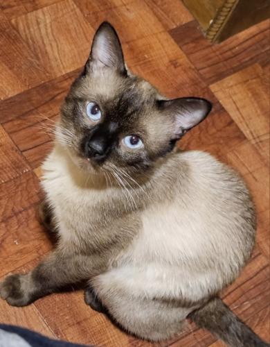Lost Male Cat last seen Stevens and orchard st , New Haven, CT 06519