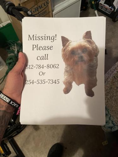 Lost Female Dog last seen Wind ridge dr, Harker Heights, TX 76548