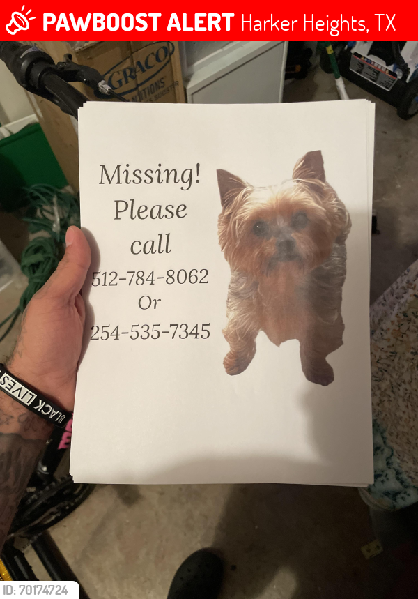 Lost Female Dog last seen Wind ridge dr, Harker Heights, TX 76548