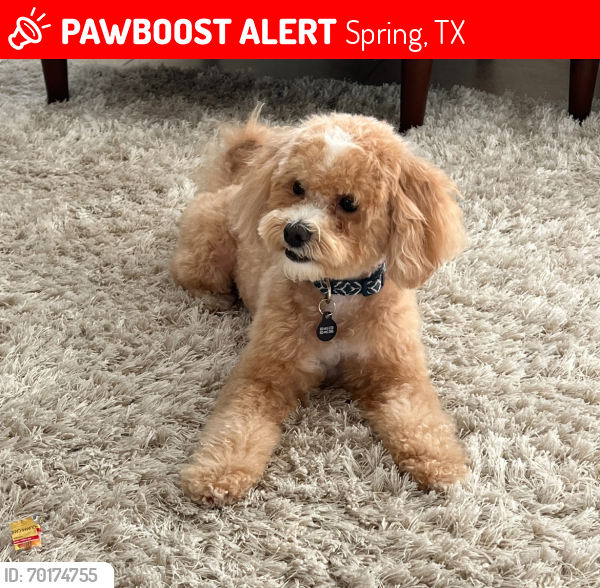 Lost Male Dog last seen Allegro Bend Blvd and Everly Bend Dr , Spring, TX 77386