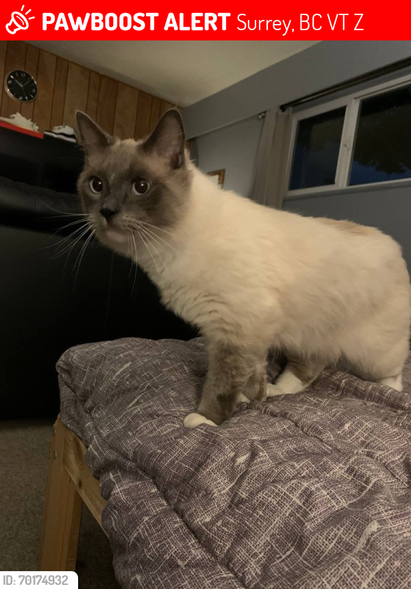 Lost Male Cat last seen Near AVE and 128A ST , Surrey, BC V3T 2Z3