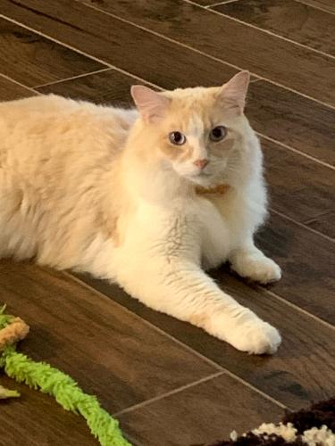 Lost Male Cat last seen 12th and Lindsay , Norman, OK 73071