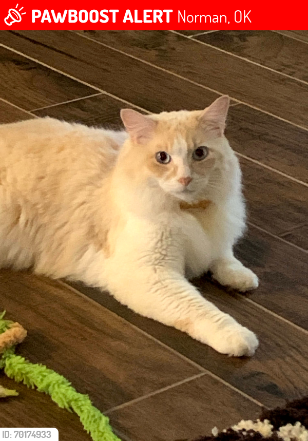 Lost Male Cat last seen 12th and Lindsay , Norman, OK 73071