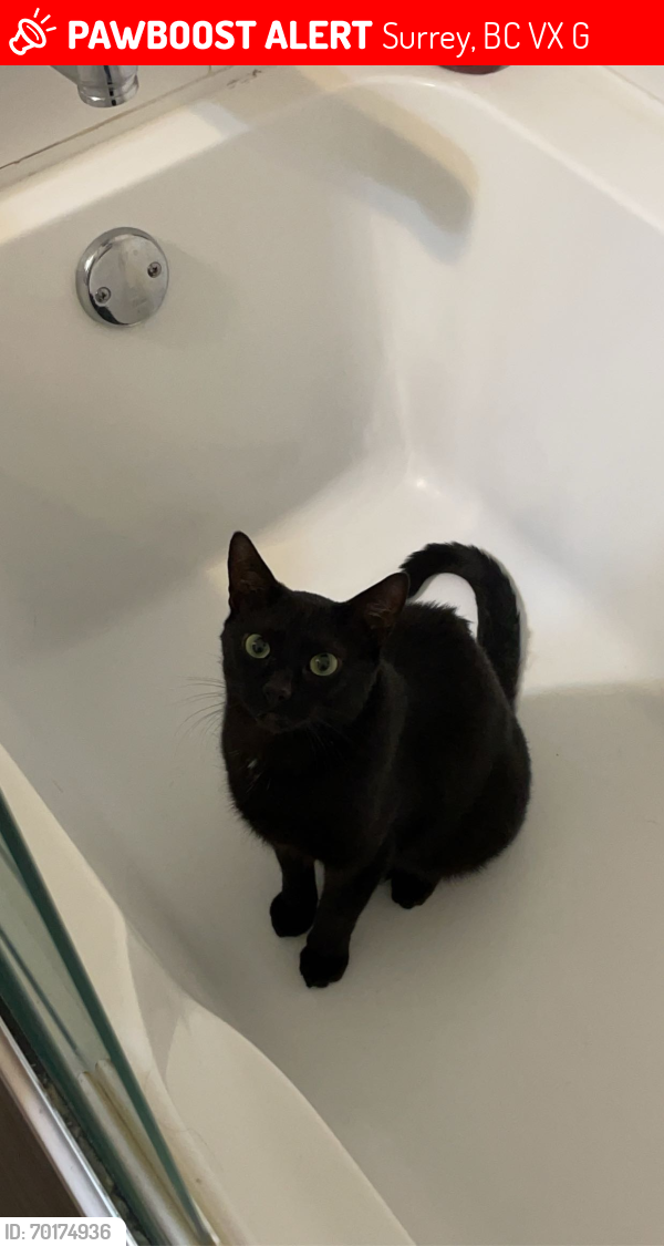 Lost Male Cat last seen Near 60ave, Surrey, BC V3X 0G1