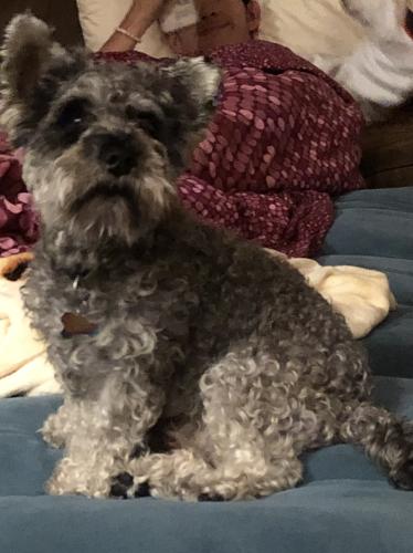 Lost Male Dog last seen Sylvania ave , Fort Worth, TX 76111