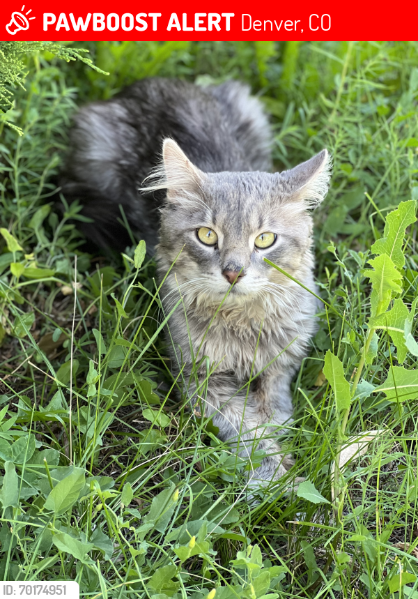 Lost Male Cat last seen Newton and Quincy , Denver, CO 80236