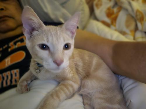 Lost Male Cat last seen KNOX AVE & VIENNA LANE (SHADY TRAILS, FONTANA, CA), Fontana, CA 92336