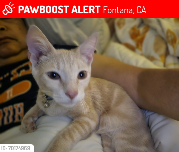 Lost Male Cat last seen KNOX AVE & VIENNA LANE (SHADY TRAILS, FONTANA, CA), Fontana, CA 92336