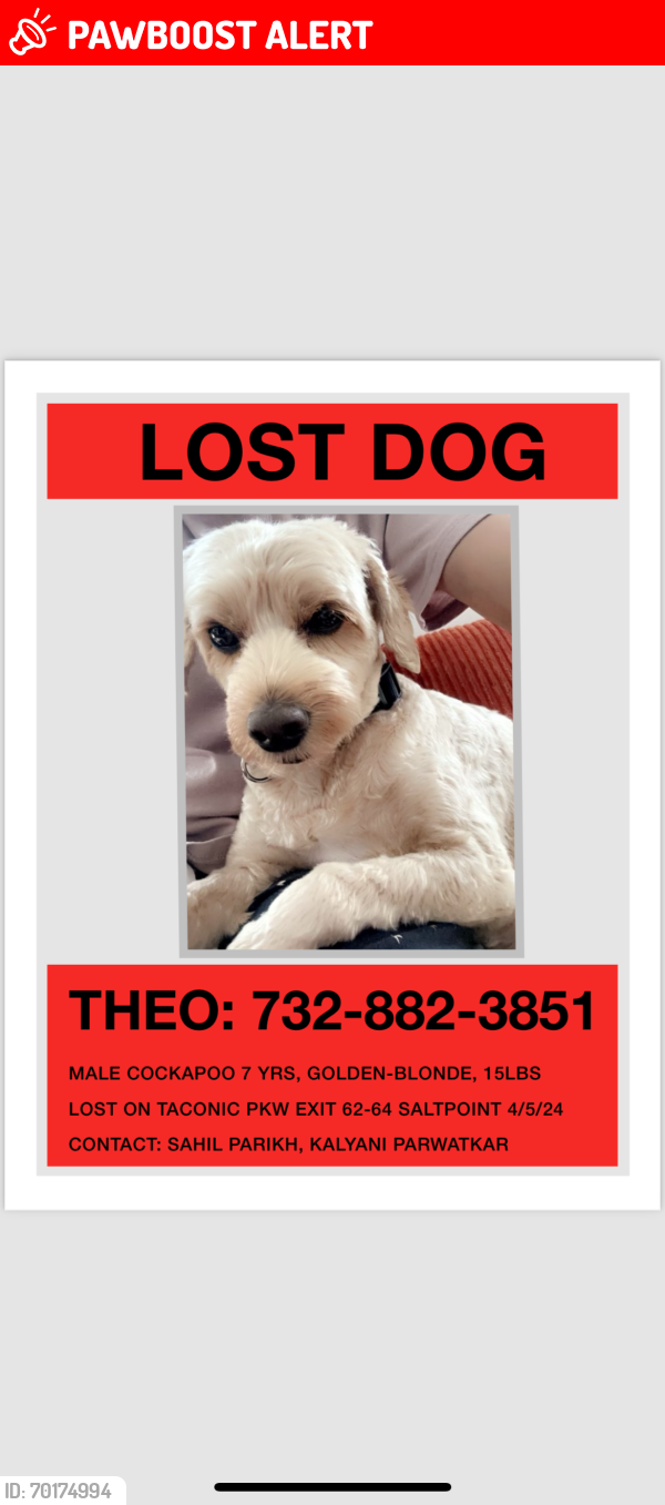 Lost Male Dog last seen 1/2 mile before pumpkin lane, north bound, exit 62-64 on Taconic Pkwy, Dutchess County, NY 12514