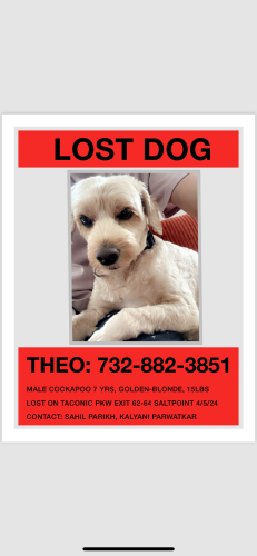 Lost Male Dog last seen 1/2 mile before pumpkin lane, north bound, exit 62-64 on Taconic Pkwy, Dutchess County, NY 12514