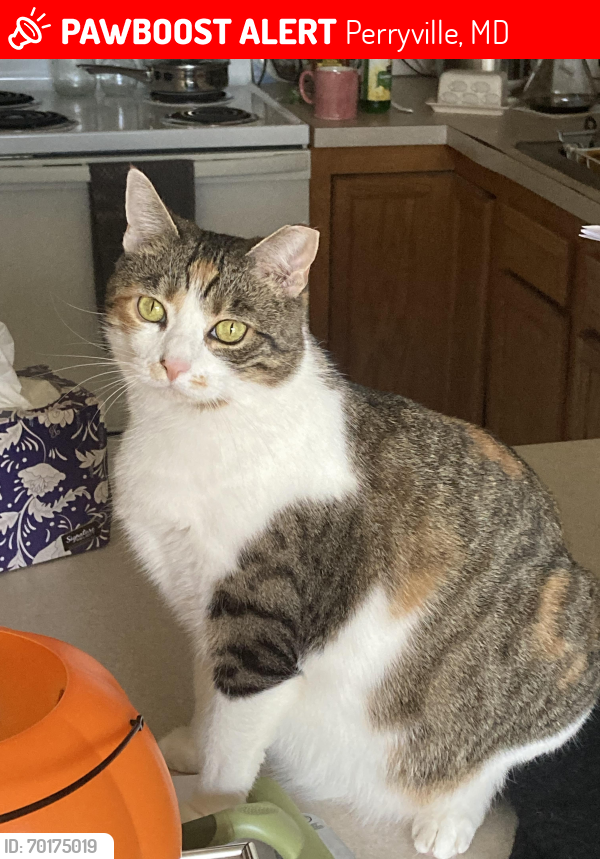 Lost Female Cat last seen Coudon Blvd, All Paws Vet & Woodlands Farm, Perryville, MD 21903