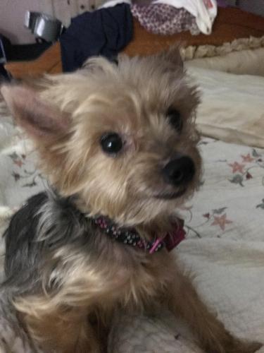 Lost Female Dog last seen Whites Plaza Ingles Grocery, Andrews, NC 28901