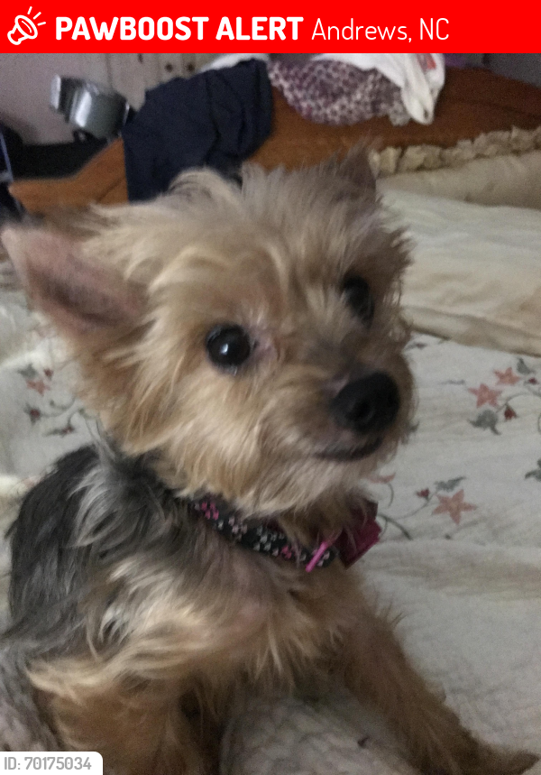 Lost Female Dog last seen Whites Plaza Ingles Grocery, Andrews, NC 28901