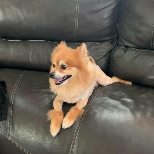 Lost Male Dog last seen Maryland and St Rose, Henderson, NV 89052