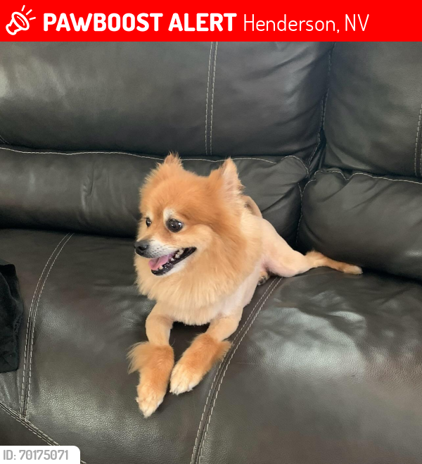 Lost Male Dog last seen Maryland and St Rose, Henderson, NV 89052