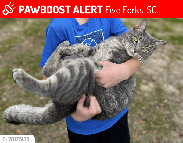 Lost Male Cat last seen Lives near Roper Mountain Road between Batesville and Anderson Ridge, Five Forks, SC 29681