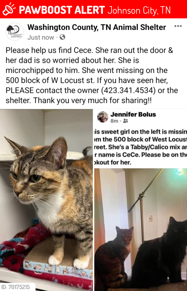 Lost Female Cat last seen Locust st / Southside school tree streets , Johnson City, TN 37604