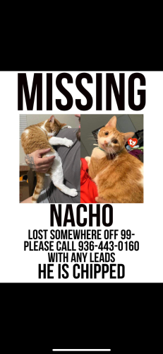 Lost Male Cat last seen Spring, Spring, TX 77373