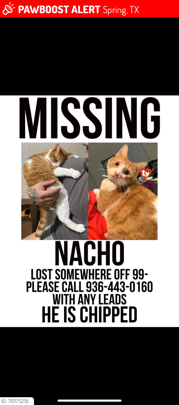 Lost Male Cat last seen Spring, Spring, TX 77373