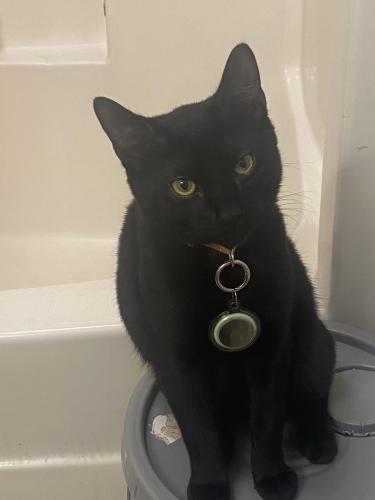 Lost Male Cat last seen Dwight  and chestnut, Springfield, MA 01107