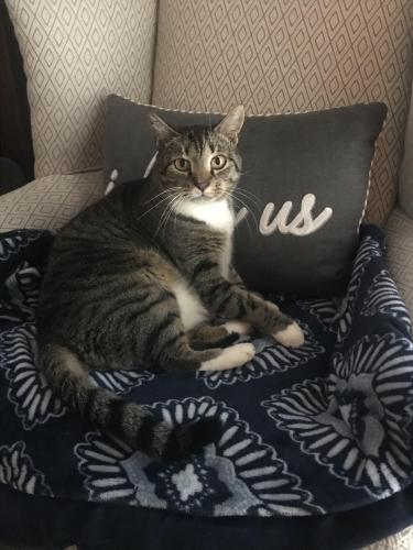 Lost Male Cat last seen Highbridge rd and volunteer rd Stokes county , Stokes County, NC 27043
