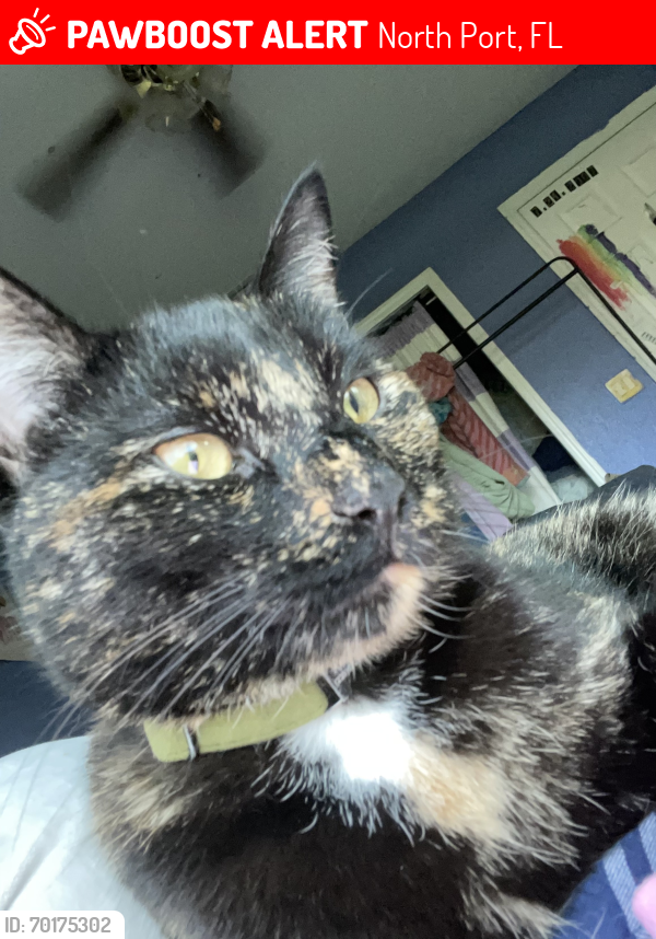 Lost Female Cat last seen Pine park, North Port, FL 34287