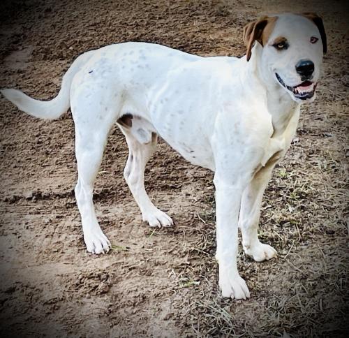 Lost Male Dog last seen Pine thicket, Pickens County, SC 29657