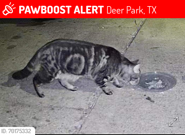 Lost Male Cat last seen Glenwood and bayou vista, Deer Park, TX 77536