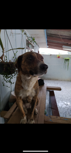 Lost Female Dog last seen Tatuquara , Tatuquara, PR 81020-490