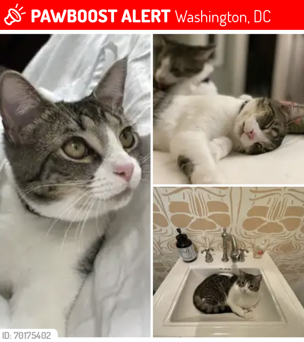 Lost Female Cat last seen 18th and Park Road, Washington, DC 20010