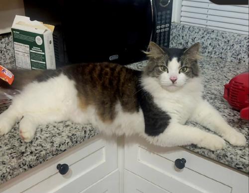 Lost Male Other last seen Monroe ave 45212 norwood OH, Norwood, OH 45212