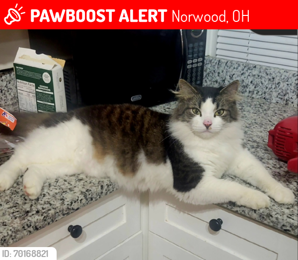 Lost Male Other last seen Monroe ave 45212 norwood OH, Norwood, OH 45212