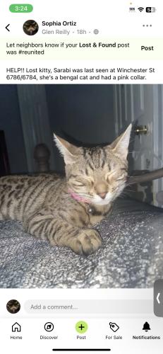Lost Female Cat last seen Winchester St, Fayetteville, NC 28314