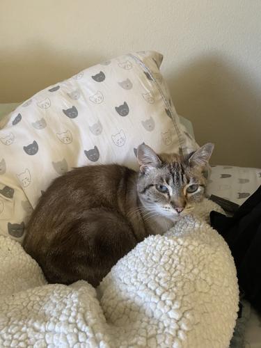 Lost Female Cat last seen Red Wagon Lane and Exploration Falls Drive (by the Winding Walk Association Headquarters), Chula Vista, CA 91915