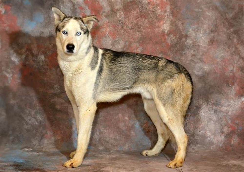 Shelter Stray Male Dog last seen Near BLOCK S OTTAWA DR, West Valley City, UT 84120