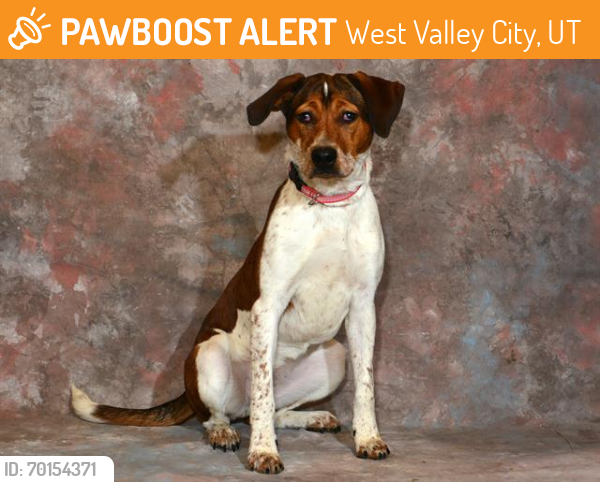 Shelter Stray Female Dog last seen Near BLOCK S REDWOOD RD, TAYLORSVILLE UT 84123, West Valley City, UT 84120