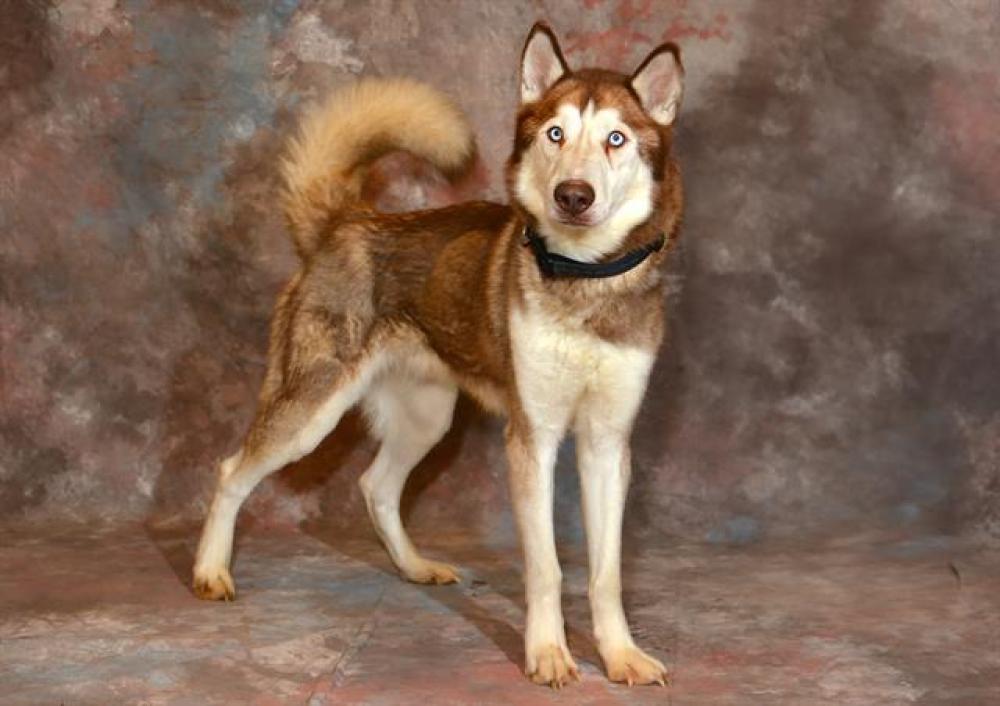Shelter Stray Male Dog last seen Near BLOCK S 4080, West Valley City, UT 84120