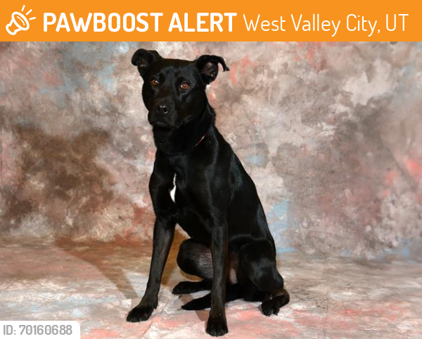 Shelter Stray Female Dog last seen Near BLOCK S BANGERTER SB HWY, WEST VALLEY CITY UT 84120, West Valley City, UT 84120