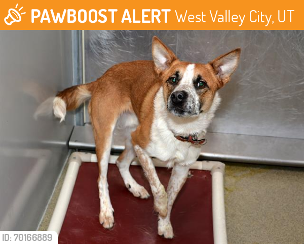Shelter Stray Male Dog last seen Near BLOCK W BEAGLEY LN, WEST VALLEY CITY UT 84128, West Valley City, UT 84120