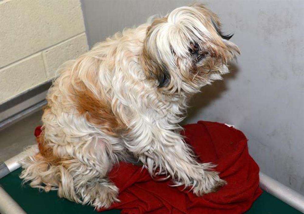 Shelter Stray Female Dog last seen Near BLOCK W 3965 S, WEST VALLEY CITY UT 84120, West Valley City, UT 84120