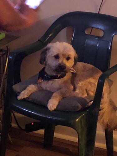 Lost Male Dog last seen Cleveland Ave & East 11th St. , Winston-Salem, NC 27101