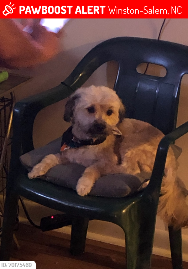 Lost Male Dog last seen Cleveland Ave & East 11th St. , Winston-Salem, NC 27101