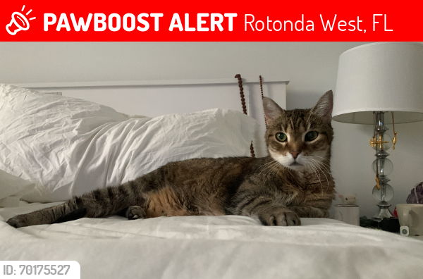 Lost Female Cat last seen Spring Dr., Rotonda West, Rotonda West, FL 34224