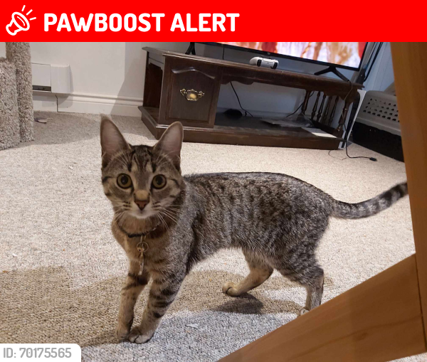 Lost Female Cat last seen Garfield Street New West Minister BC, New Westminster, BC V3L