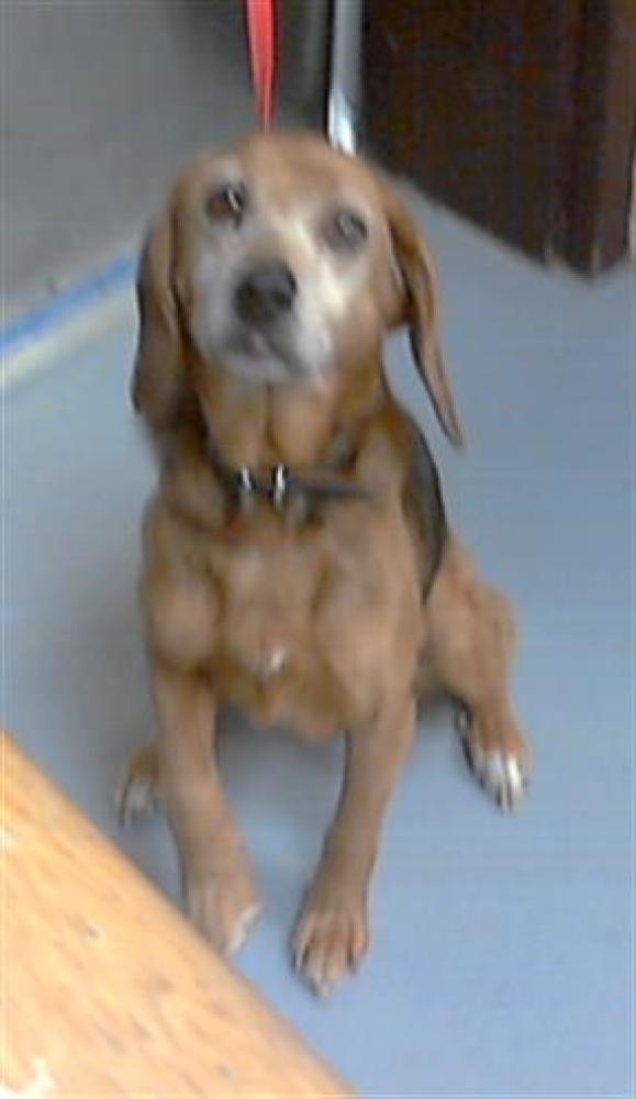 Shelter Stray Female Dog last seen Near BLOCK TRICIA DR, FAYETTEVILLE NC 28306, Fayetteville, NC 28306