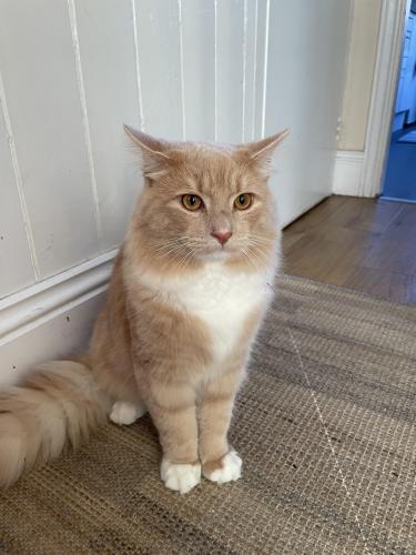 Lost Male Cat last seen CV6 4DR, Beacon Road, Coventry, West Midlands, England CV6 4DR