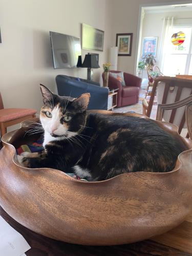 Lost Female Cat last seen Del Webb and Rosedale, Durham, NC 27703